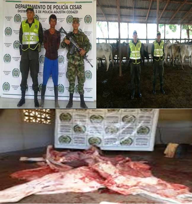 SEMOVIENTES HURTADOS FUERON RECUPERADOS POR PARTE DE LAS&nbsp;AUTORIDADES