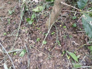 SAMSUNG CAMERA PICTURES