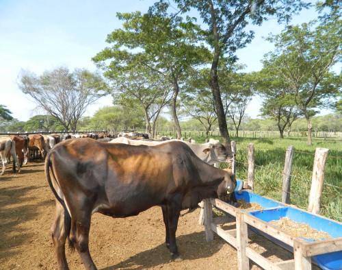 Vacunar de inmediato recomienda el ICA ante rabia silvestre en&nbsp;Atánquez