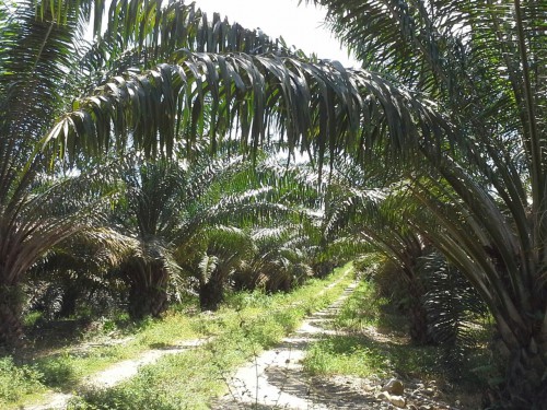 Palmicultores deben registrar sus predios ante el&nbsp;ICA