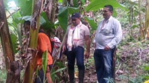 Ernesto Lopez líder de plátano del ICA Cesar en campaña de erradicación del moko con Nahun  Contreras productor de Pueblo Bello