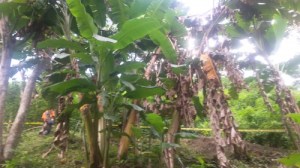 hojas afectadas por el moko