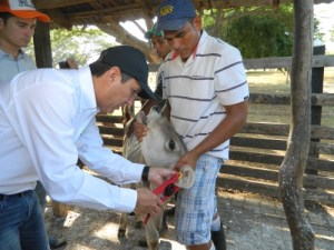 El gerente general del ICA Luis Humberto Martinez colocando chapeta de identificación a un ternero