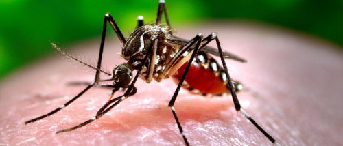 Secretaría de Salud  Municipal asegura que no se han reportado muertes por&nbsp;Chicungunya