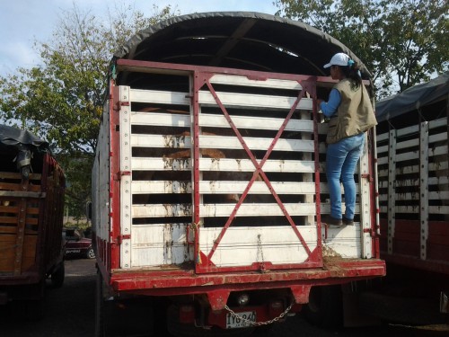 Fueron incautados 45 semovientes de contrabando en Codazzi,&nbsp;Cesar