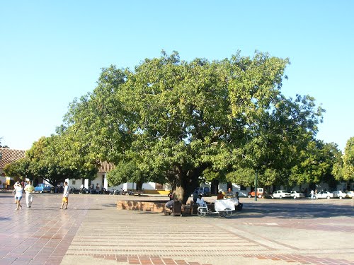 «Adopta un árbol», campaña para que Valledupar se mantenga como la Ciudad Verde de&nbsp;Colombia