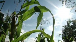 RestituciÃ³n de tierras0