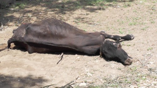Muerte de reses evidencia crisis del sector agropecuario en el&nbsp;Cesar