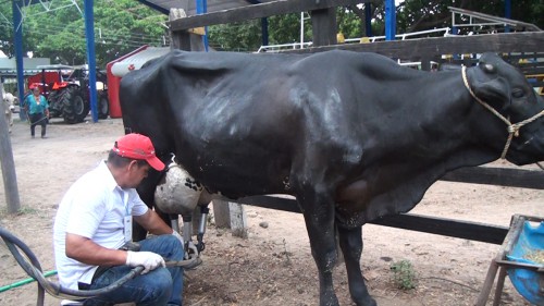 Minagricultura anuncia fondo para exportar&nbsp;leche