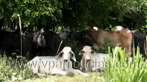 En la lucha contra el abigeato la Policía recupera semovientes avaluados en $22&nbsp;millones