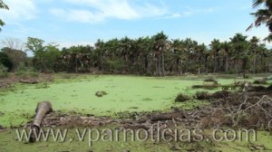 Ciudadana alemana con ancestros vallenatos denuncia Ecocidio en el Cesar0