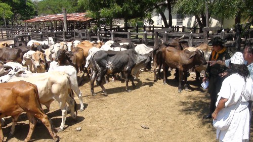 La Policía recuperó 51 reses&nbsp;robadas