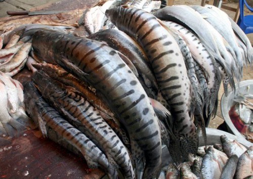 Por veda AUNAP prohibe la pesca de bagre&nbsp;rayado