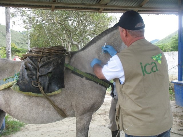 Un foco de Encefalitis Equina Venezolana en&nbsp;Codazzi