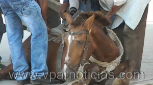 Continúan los abusos y maltratos a los animales en Valledupar0
