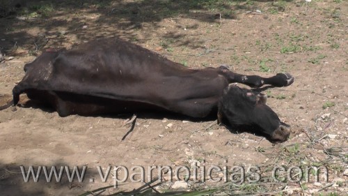 Gobernador del Cesar y sector agropecuario en pos de decretar la calamidad&nbsp;pública