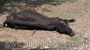 Gobernador del Cesar y sector agropecuario en pos de decretar la calamidad pública0