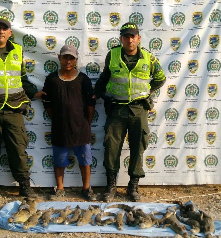 Policía capturó a hombre que llevaba 14&nbsp;babillas