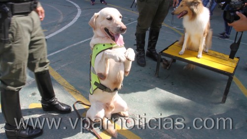 Policía promueve la campaña #YoProtejoLosAnimales