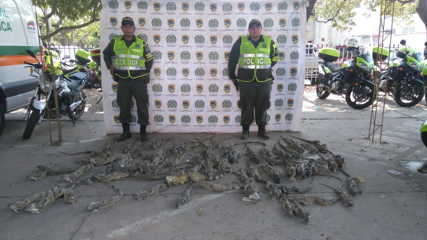 iguanas incautadas
