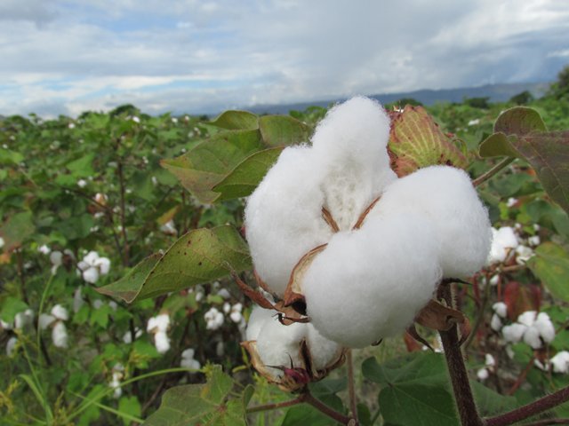 En Aguachica, el ICA lideró consejo asesor de manejo integrado del&nbsp;algodón
