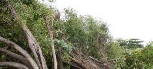 arbol_caido - archivo