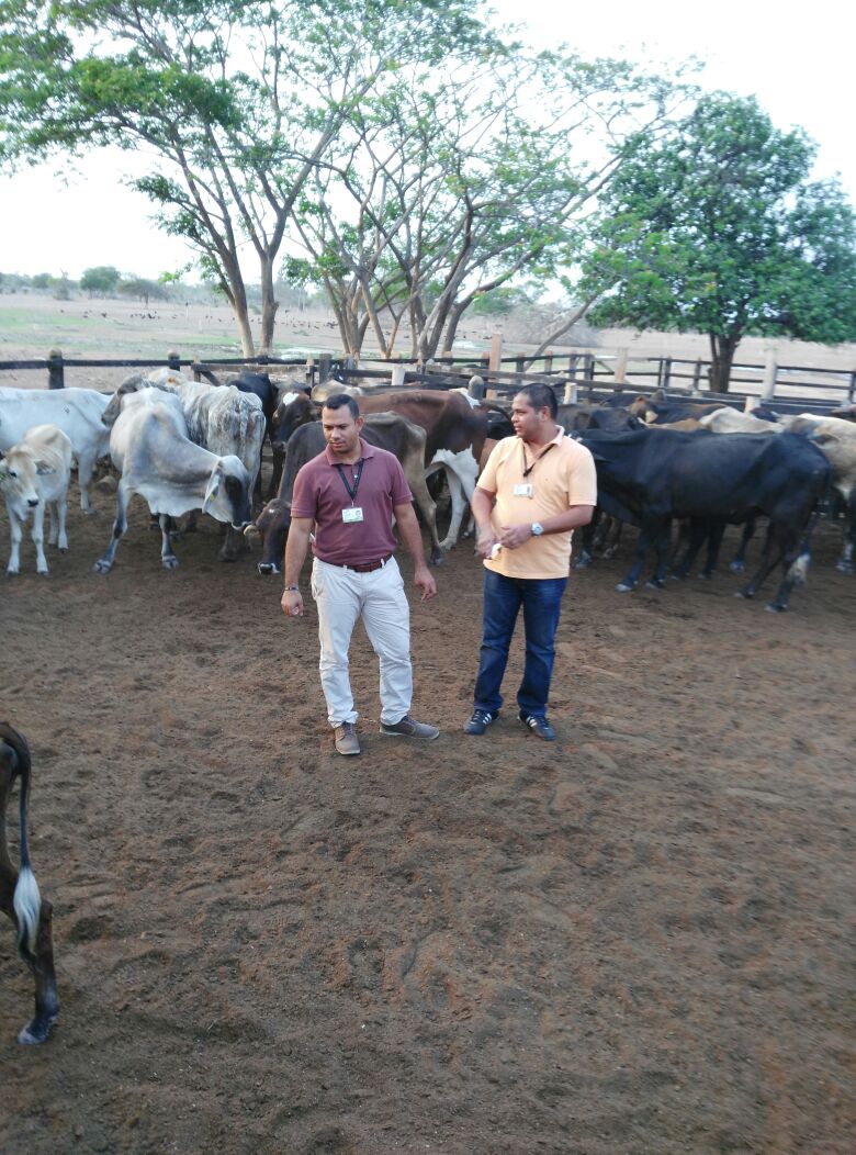 Inmovilizados en La Guajira 89 reses y 32 cerdos de&nbsp;contrabando