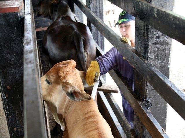 Modificado primer ciclo de vacunación contra Fiebre&nbsp;Aftosa