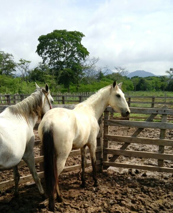 El ICA declaró emergencia sanitaria por brote de Encefalitis Equina Venezolana en el&nbsp;Cesar