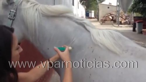 15 mil équidos fueron vacunados en el Cesar en&nbsp;diciembre