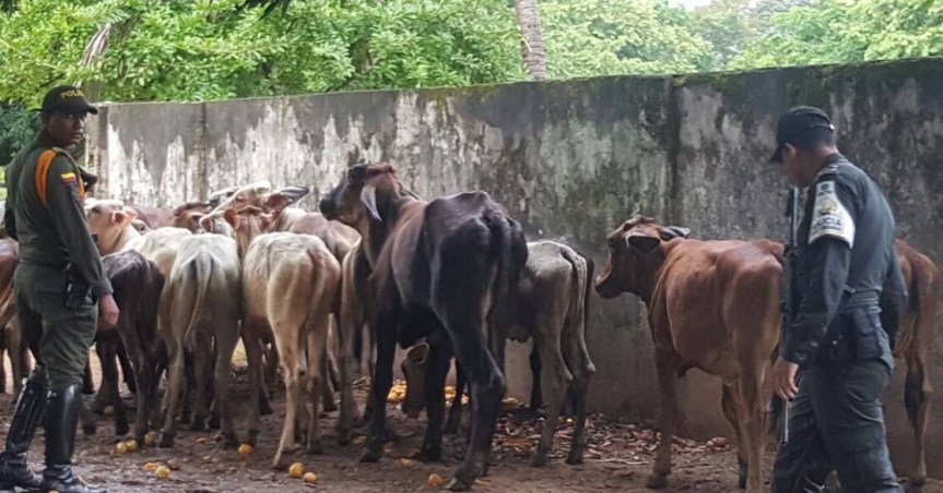 26 bovinos venezolanos fueron aprehendidos por la Polfa en La&nbsp;Gloria