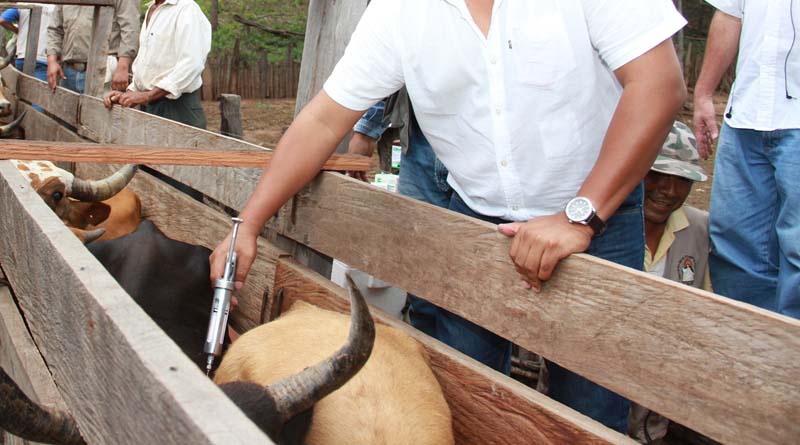 Organización Mundial de Sanidad Animal restituye al país estatus de libre de fiebre aftosa por&nbsp;vacunación