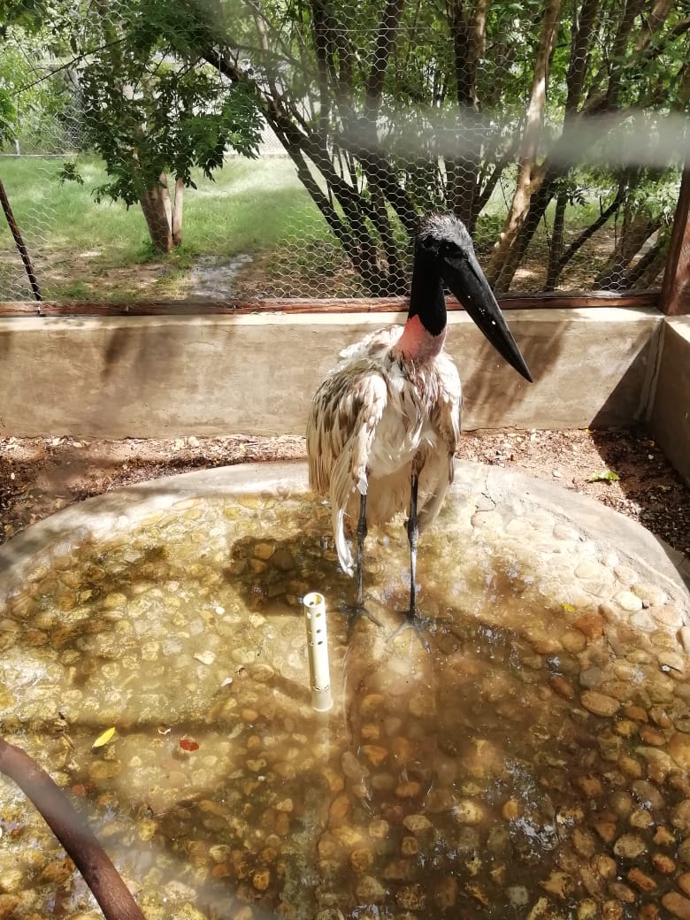 Al Centro de Fauna de Corpocesar fue trasladado  Garzón Soldado, especie de ave entregada voluntariamente en el municipio de&nbsp;Pelaya