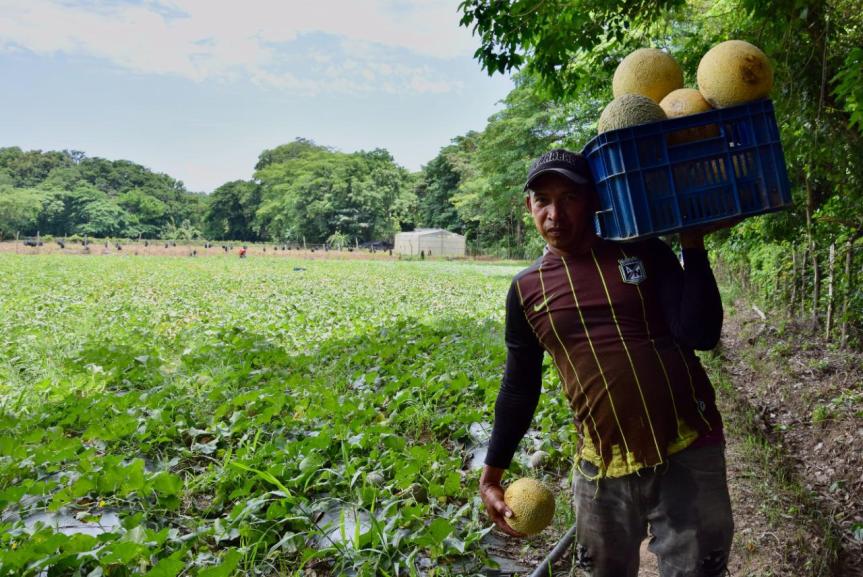 Melón y plantas aromáticas, las nuevas apuestas productivas de excombatientes en La&nbsp;Guajira