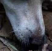 Hombre mató a machete a cachorros en el barrio La Primavera en&nbsp;Valledupar