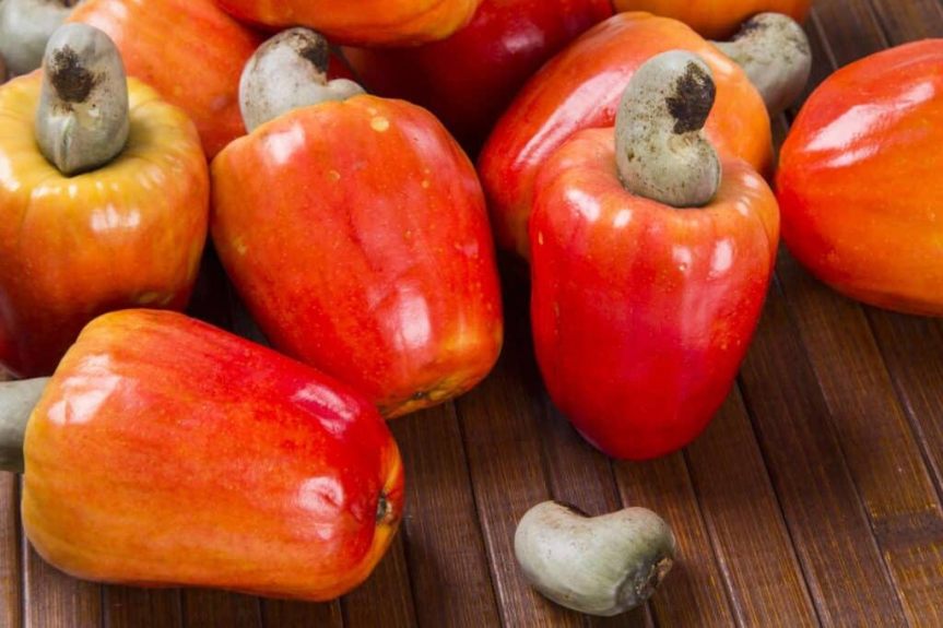 El marañón: Oportunidad de cultivo y negocios en Agroexpo Caribe 2022 