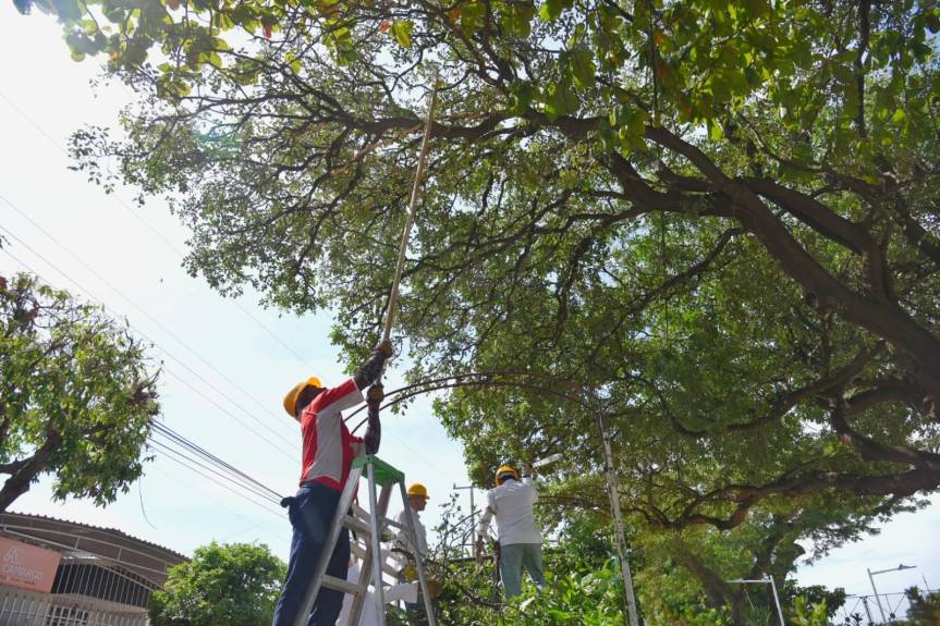 Se dio inicio al plan de arbolado&nbsp;urbano